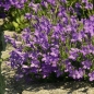 Preview: Campanula portenschlagiana 'Birch Hybrid' - Teppich-Glockenblume